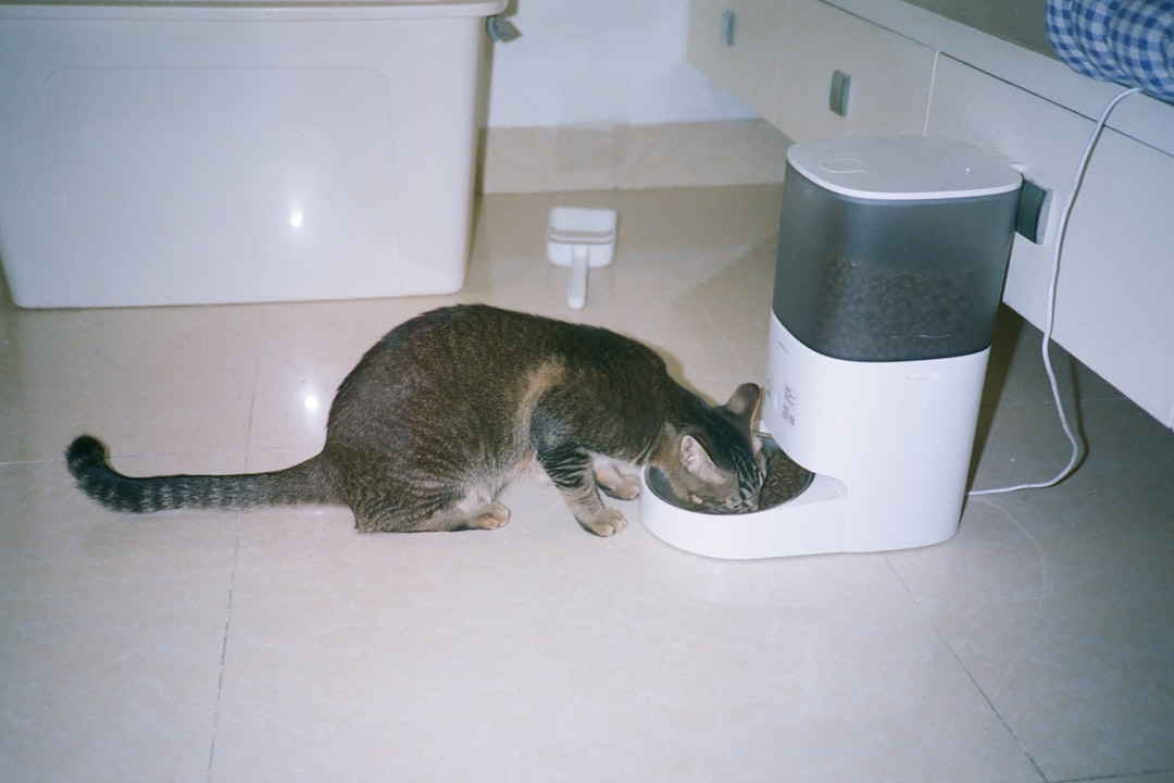 De 8 Beste Automatische Voerbakken van 2026