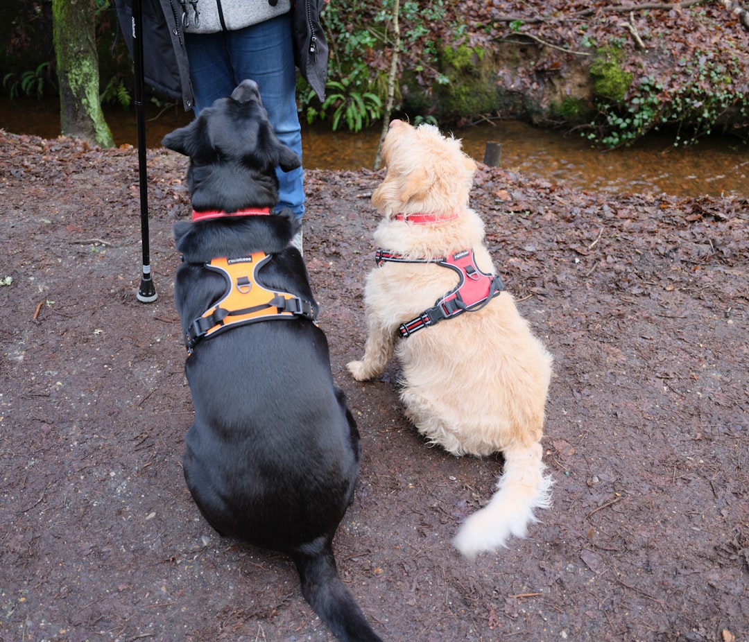 De 8 Beste Hondentuigjes van 2026